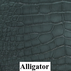 Alligator Belly