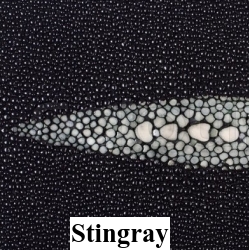 Stingray