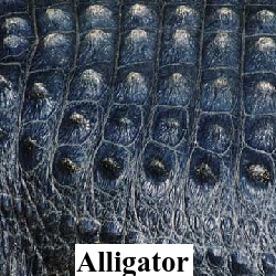 Alligator Hornback