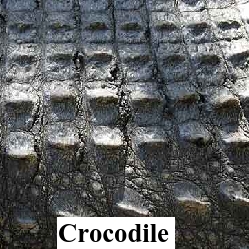 Crocodile Hornback